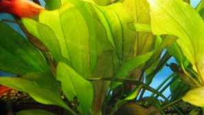 Echinodorus вертикална: опис, содржина, репродукција.